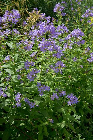 Campanula lactiflora P9 - afbeelding 2