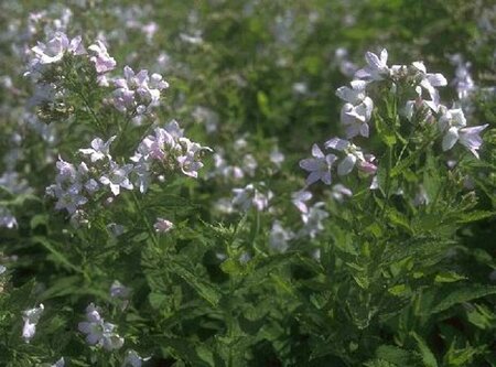 Campanula lactiflora P9 - afbeelding 1