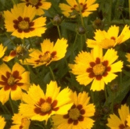 Coreopsis lanceolata 'Baby Gold' P9 - afbeelding 2