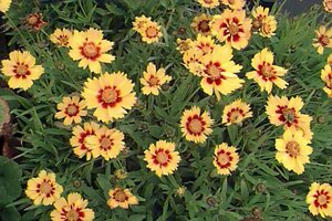 Coreopsis lanceolata 'Baby Gold' P9 - afbeelding 1