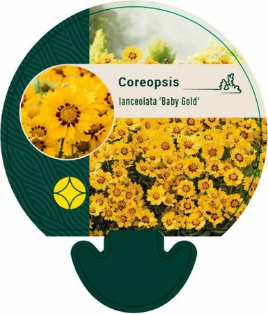 Coreopsis lanceolata 'Baby Gold' P9 - afbeelding 3