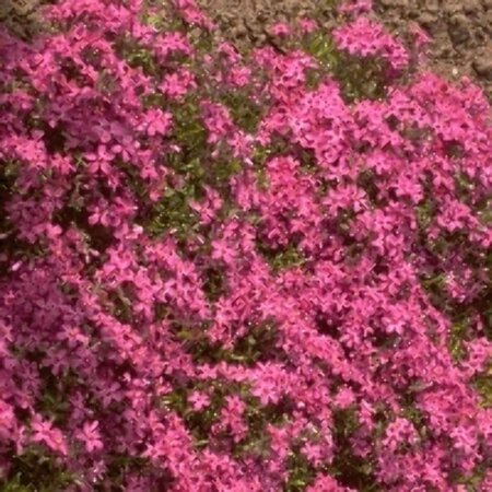 Phlox subulata 'Temiskaming' P9 - afbeelding 3