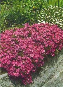 Phlox subulata 'Temiskaming' P9 - afbeelding 1