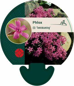 Phlox subulata 'Temiskaming' P9 - afbeelding 4