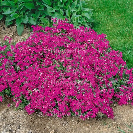 Phlox subulata 'Temiskaming' P9 - afbeelding 2