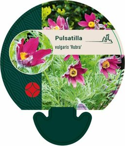 Pulsatilla vulgaris 'Rubra' P9 - afbeelding 3