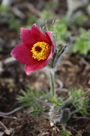 Pulsatilla vulgaris 'Rubra' P9 - afbeelding 1