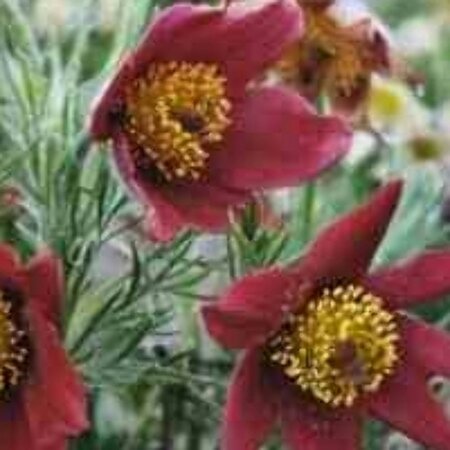 Pulsatilla vulgaris 'Rubra' P9 - afbeelding 2