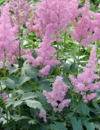 Astilbe japonica 'Mainz' P9 - afbeelding 1