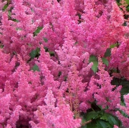 Astilbe japonica 'Mainz' P9 - afbeelding 2