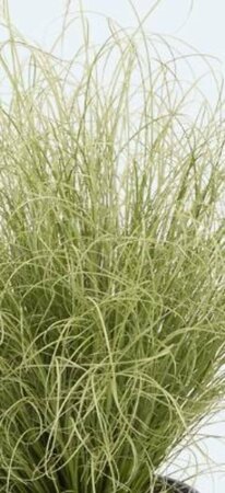 Carex comans 'Amazon Mist' P9 - afbeelding 2