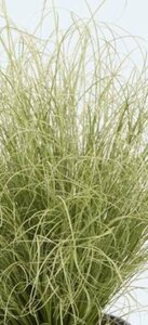 Carex comans 'Amazon Mist' P9 - afbeelding 2
