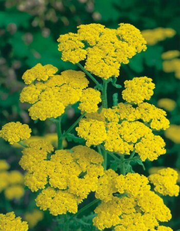 Achillea tomentosa P9 - afbeelding 4