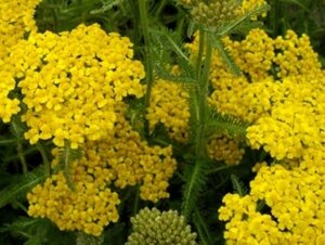 Achillea tomentosa P9 - afbeelding 3