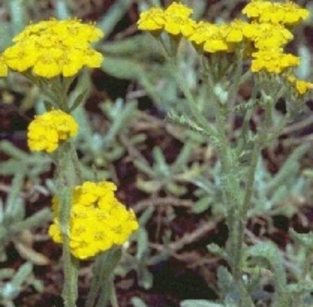 Achillea tomentosa P9 - afbeelding 2