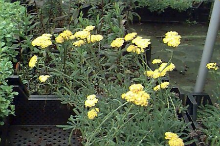 Achillea tomentosa P9 - afbeelding 1