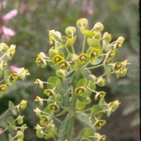 Euphorbia characias 'Forescate' P9 - afbeelding 2