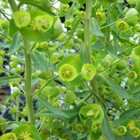 Euphorbia characias 'Forescate' P9 - afbeelding 1