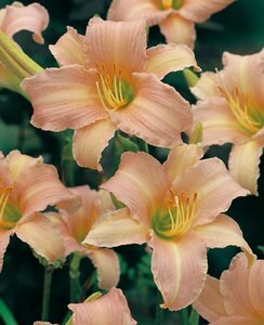 Hemerocallis 'Luxury Lace' P9 - afbeelding 1