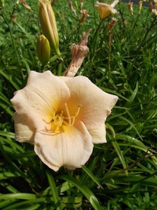 Hemerocallis 'Luxury Lace' P9 - afbeelding 2