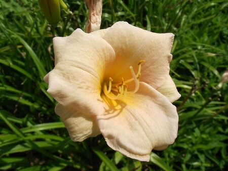 Hemerocallis 'Luxury Lace' P9 - afbeelding 3