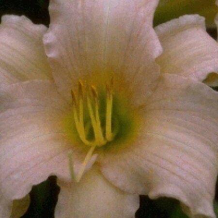 Hemerocallis 'Luxury Lace' P9 - afbeelding 4