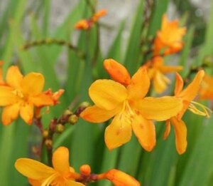 Crocosmia 'Columbus' P9 - afbeelding 1