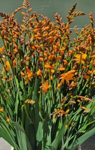 Crocosmia 'Columbus' P9 - afbeelding 2