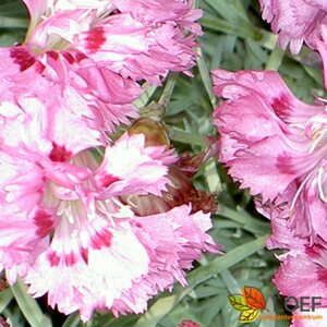 Dianthus (PL) 'Maggie' P9 - afbeelding 1