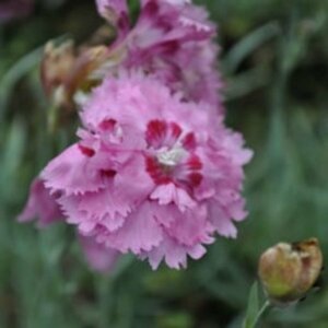 Dianthus (PL) 'Maggie' P9 - afbeelding 2