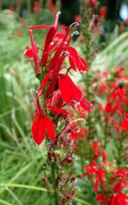 Lobelia cardinalis P9