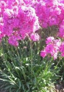 Lychnis viscaria 'Plena' P9 - afbeelding 2