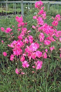 Lychnis viscaria 'Plena' P9 - afbeelding 1