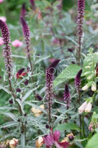 Lysimachia atropurpurea P9 - afbeelding 2