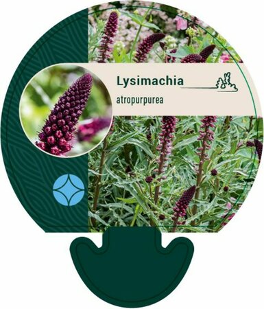 Lysimachia atropurpurea P9 - afbeelding 1