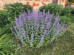 Nepeta grandiflora 'Summer Magic' P9 - afbeelding 1