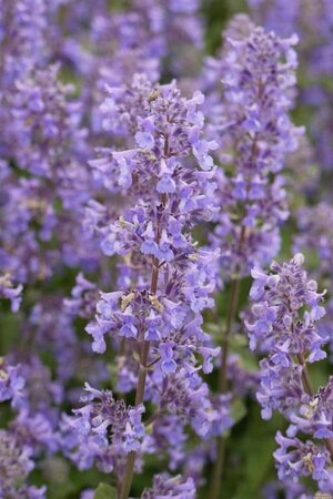 Nepeta grandiflora 'Summer Magic' P9 - afbeelding 2