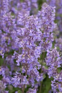 Nepeta grandiflora 'Summer Magic' P9 - afbeelding 2