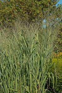 Panicum virgatum 'Dallas Blues' P9 - afbeelding 1