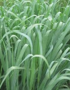 Panicum virgatum 'Dallas Blues' P9 - afbeelding 2