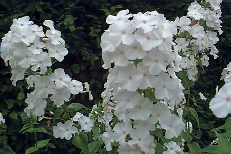 Phlox (M) 'Omega' P9 - afbeelding 1