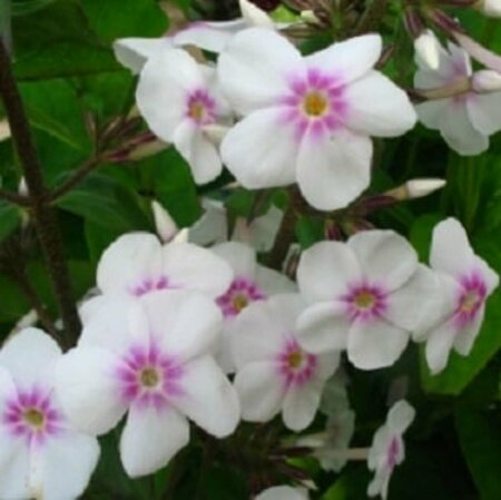 Phlox (M) 'Omega' P9 - afbeelding 2