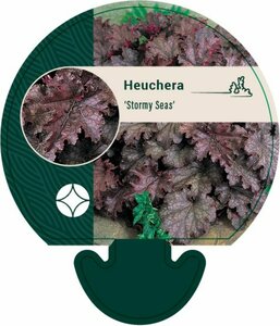 Heuchera 'Stormy Seas' P9 - afbeelding 1