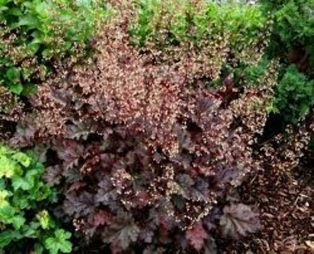 Heuchera 'Stormy Seas' P9 - afbeelding 4