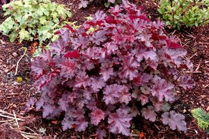 Heuchera 'Stormy Seas' P9 - afbeelding 5