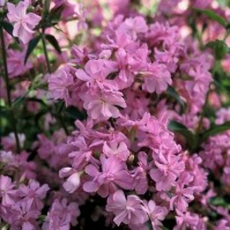 Saponaria officinalis 'Rosea Plena' P9 - afbeelding 3