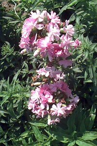 Saponaria officinalis 'Rosea Plena' P9 - afbeelding 1