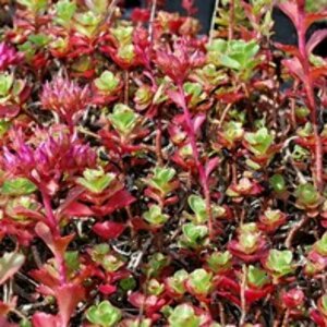 Sedum spurium 'Purpurteppich' P9