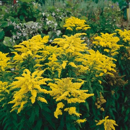 Solidago 'Golden Dwarf' P9 - afbeelding 3