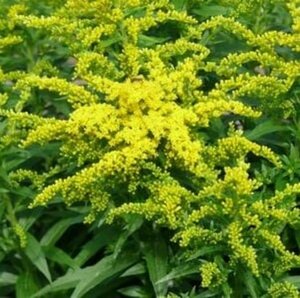 Solidago 'Golden Dwarf' P9 - afbeelding 1